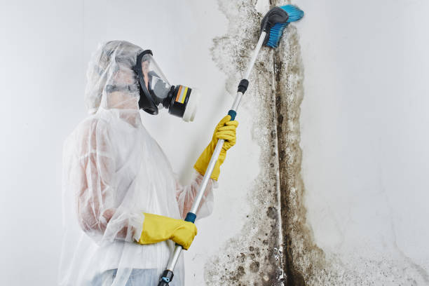 Best Environmental Consulting for Mold Prevention  in South St Paul, MN